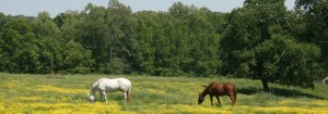horse in field